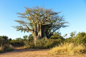 One of the things to do in Namibia is visit quiver tree forest