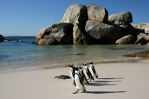African penguins walking along the white sand at Boulders Beach near Cape Town