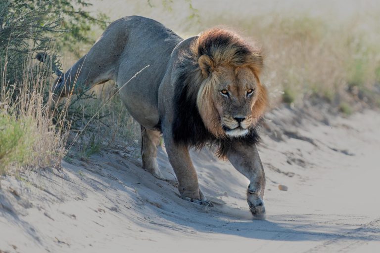 African Safari Tours Cost: What to Expect