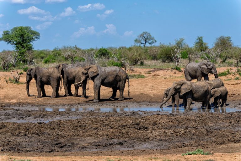 The 8 Best Places For Safari In South Africa