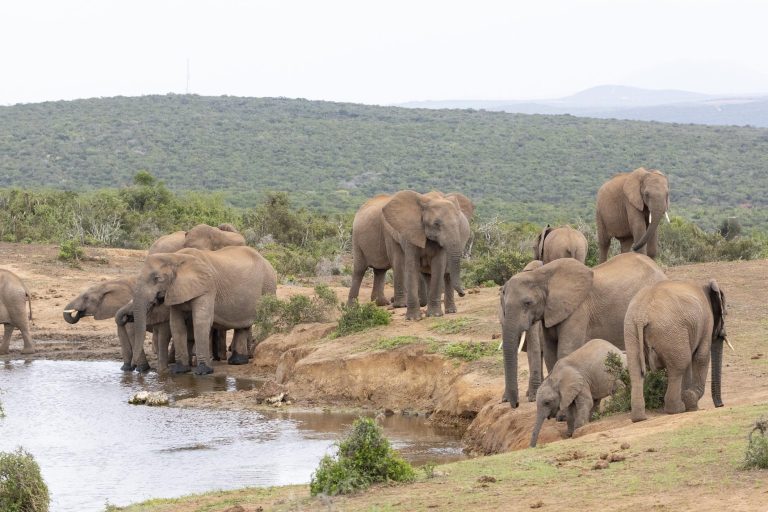 10 Best African Safari Tours for Families