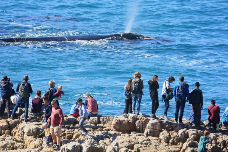 Best Whale Watching in South Africa: When, Where & Expert Tips