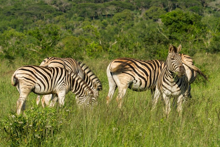The 8 Best Places For Safari In South Africa
