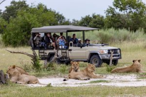 A pride of lions lying down next to a tourist vehicle in Kruger Park