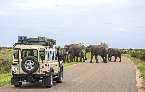 Best African Safari Tours Luxury Travelers Love