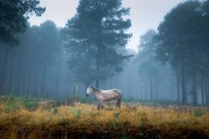 Wild horses roaming Kaapsehoop in misty Mpumalanga South Africa