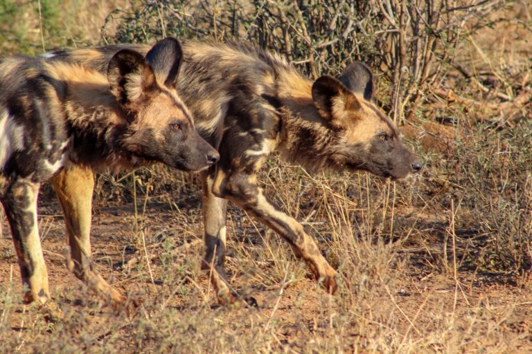 How to Choose Safari Destination Right