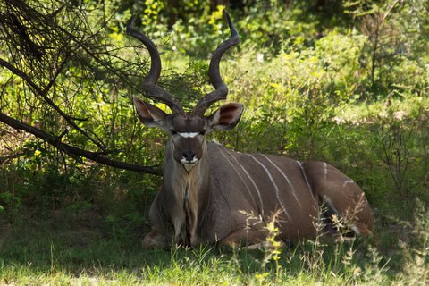 7 Best Safari Parks in Namibia