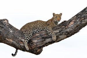 Leopard female resting in a tree in Sabi Sands Game Reserve