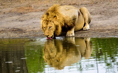 Budget or Luxury Safari Travel? Choose Well