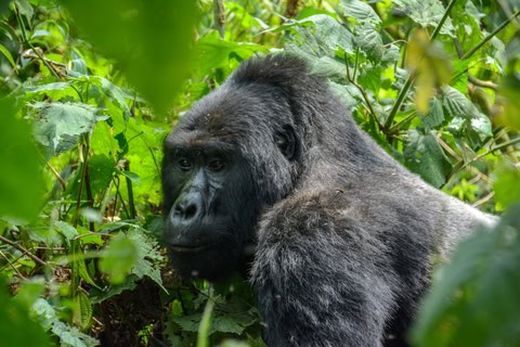 How to Plan Rwanda Gorilla Trek Right