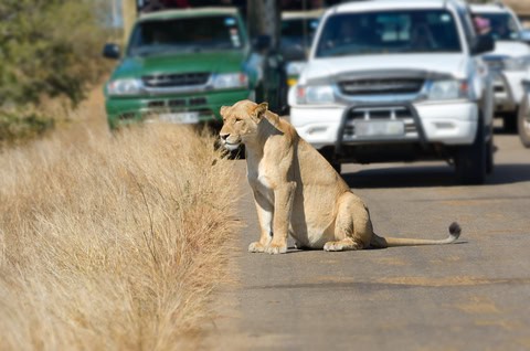 South Africa or Namibia Safari?