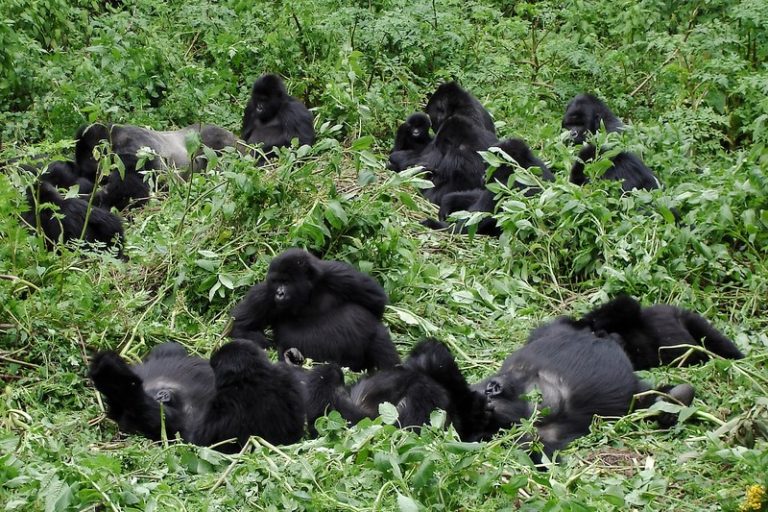 Best Time for Gorilla Trekking in Africa