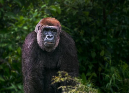 Rwanda or Uganda Gorilla Trekking Compared