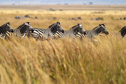 Etosha Safari Review Guide for First-Time Visitors
