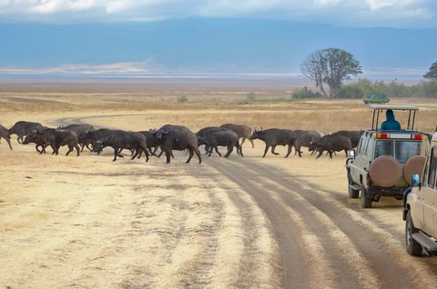 Kruger versus Etosha for Your Best Safari