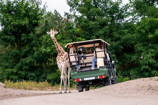 Self Drive Versus Guided Safaris: Which Fits?