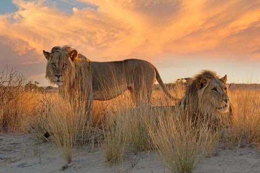 South African Safari Review for First-Time Visitors
